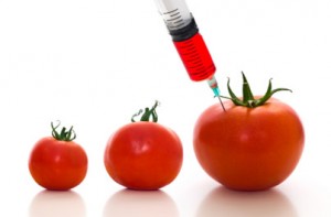 GMO:Tomato
